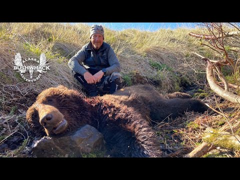 Видео: Аляскинский бурый медведь