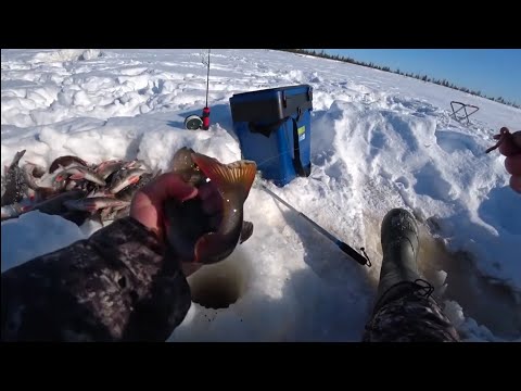 Видео: НАДУБАСИЛ КУЧУ ОКУНЕЙ С ОДНОЙ ЛУНКИ. Зимняя рыбалка 2021-2022 года