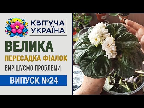 Видео: Комнатные растения. Фиалки. Пересадка проблемных розеток.