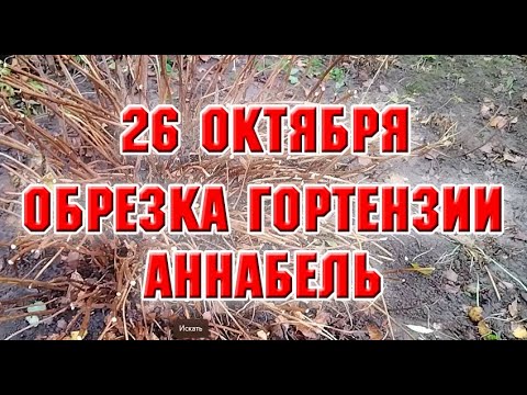 Видео: 26 октября.  Обрезаю древовидную гортензию