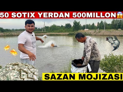 Видео: САЗАН БАЛИК ТИЛЛА БАЛИК Бу Канчалик Рост Сазан Бокиб Миллард Даромад Топиш!