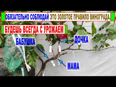 Видео: 🍇 Чтобы не остаться БЕЗ УРОЖАЯ ВЫБЕРИ ЭТОЙ осенью ИМЕННО ЭТОТ побег для ПЛОДОВОЙ СТРЕЛКИ. Правило №1