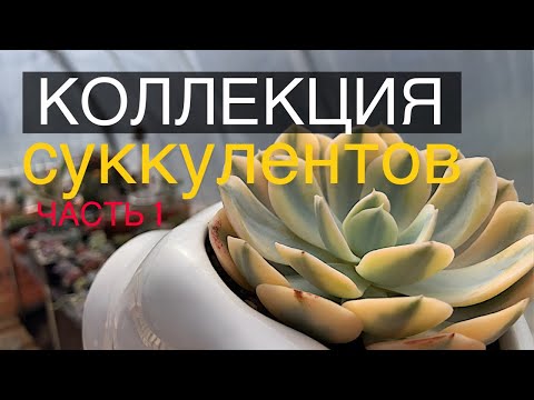 Видео: Коллекция суккулентов. Мой топ ❤️‍🔥