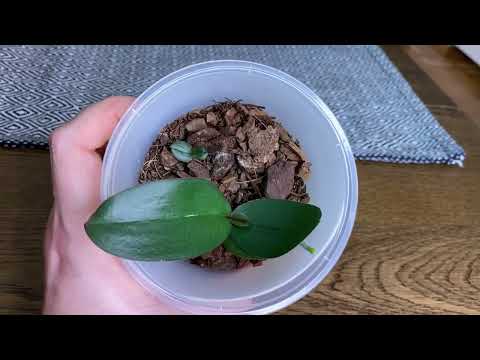 Видео: ОРХИДЕИ КАОДА ТВИНКЛ И ПРО РАДИФАРМ!!!