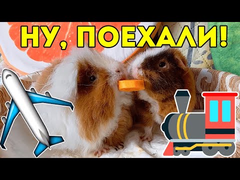 Видео: КАК ПЕРЕВОЗИТЬ МОРСКУЮ СВИНКУ? В Путешествие С Морской Свинкой. SvinkiShow