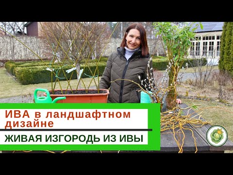 Видео: ИВА в ландшафтном дизайне//виды и сорта  ивы//живая изгородь из ивы -  МК