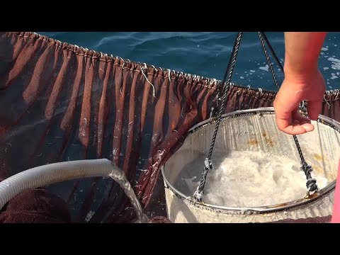 Видео: Сможете ли вы заработать 40 000 иен за корзину? Ловля малька КОУЧИ просто потрясающая.