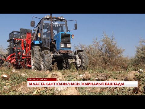 Видео: ТАЛАСТА КАНТ КЫЗЫЛЧАСЫ ЖЫЙНАЛЫП БАШТАДЫ