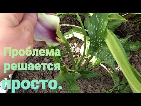 Видео: Лилии высаживаю на доращивание после выгонки.