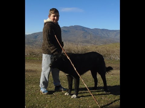 Видео: Документарен филм „Во потрага по карамани, Велес - 2018“