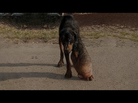 Видео: Больная раком собака с гигантской ногой, которая каждый день проходила большие расстояния, плакала