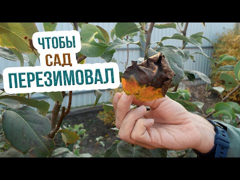 Видео: НЕ УПУСТИТЕ МОМЕНТ! Как подготовить сад к зиме - ГЛАВНЫЕ осенние работы в саду