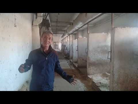 Видео: Архив: Кыргыз цирки ушунда абалда болчу. Жоопко кимдер тартылды?