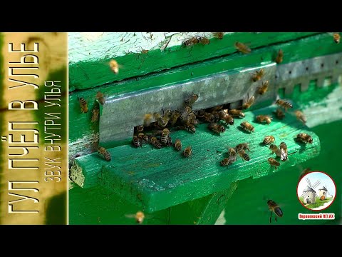 Видео: ГУЛ ПЧЁЛ в улье. Слушать 1 час