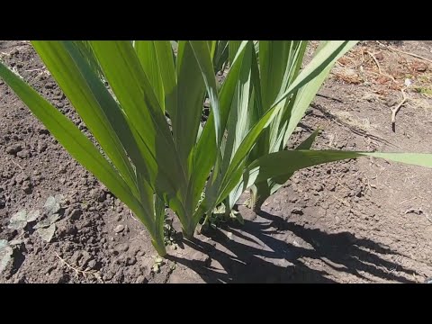 Видео: Гладиолусы. Уход за гладиолусами летом. Когда и чем подкормить, когда поливать, когда выкапывать.