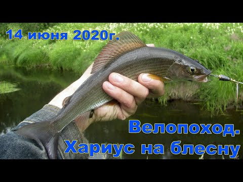 Видео: Велопоход за хариусом. Хариус на блесну. 14 июня 2020 г.