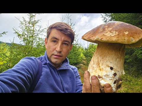 Видео: Как люди живут в горахСбор и приготовление диких грибов на огне