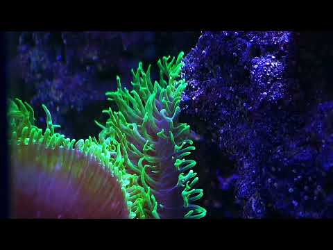 Видео: Морской аквариум. Новости за минувшие недели.