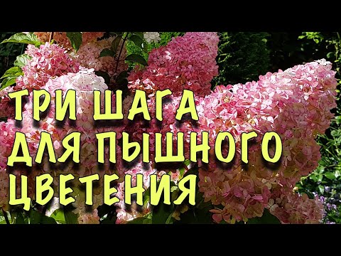 Видео: ХВАТИТ СЫПАТЬ ЛИШНЕЕ! Чтобы ГОРТЕНЗИЯ цвела ОГРОМНЫМИ ШАПКАМИ достаточно ТРЁХ ПОДКОРМОК за сезон