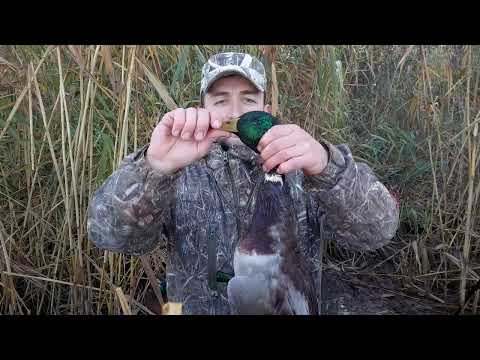 Видео: Охота на утку/одиночная вылазка на 2 суток/норма отстрела