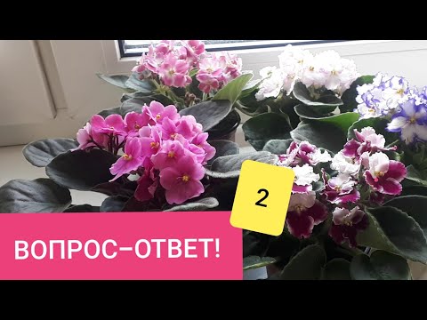 Видео: 2. Отвечаю на Ваши вопросы - Как ухаживать за Фиалками?