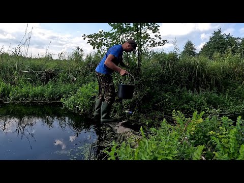 Видео: Риболовля на зимову вудку з дерева наловив на юшку