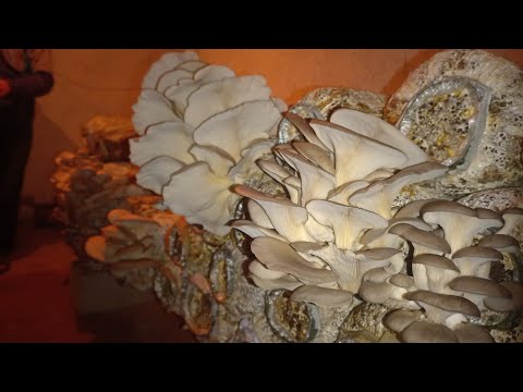 Видео: хочпарвари баохир расид тарзи пурааш