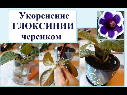 Видео: Укоренение черенка глоксинии. Подробно.