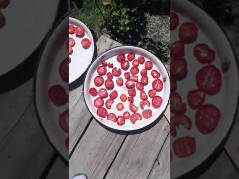 Видео: Լոլիկի չիր, պոմիդորի չիր, вялые помидоров