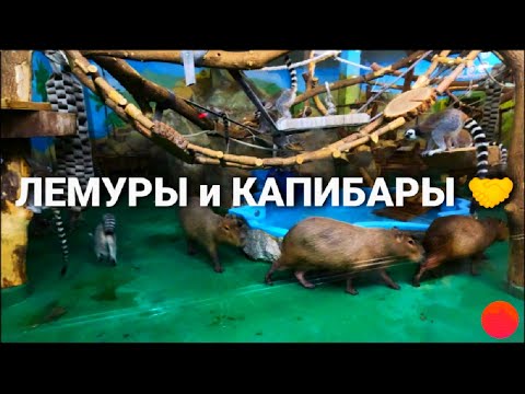 Видео: Лемуры и капибары - очень редкий и дружный союз! Новосибирский зоопарк.