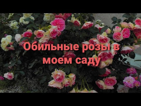 Видео: Обильные розы,моего сада..