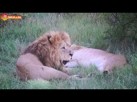 Видео: Малыш и его вечная любовь - понять и простить. Львы. Сезон 2020. Тайган. Life of the lions. Taigan