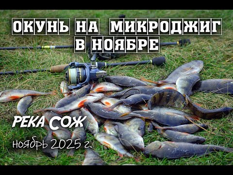 Видео: Окунь на  микроджиг в ноябре.