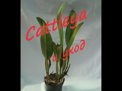 Видео: Cattleya и уход