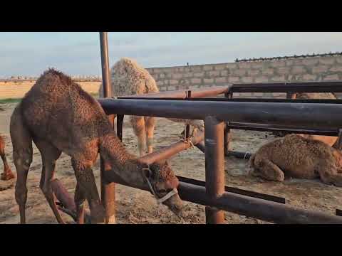Видео: Жылқылар бөлінді, қарақұрт көбейді