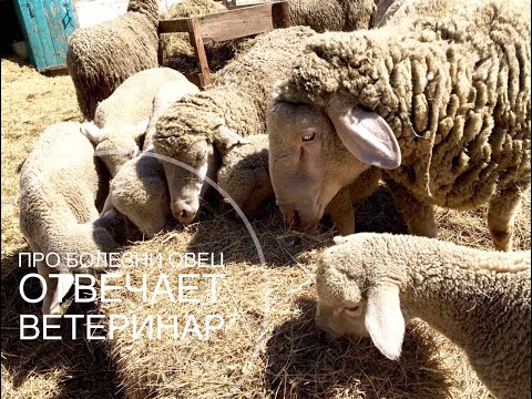 Видео: Про болезни овец. Отвечает ветеринар