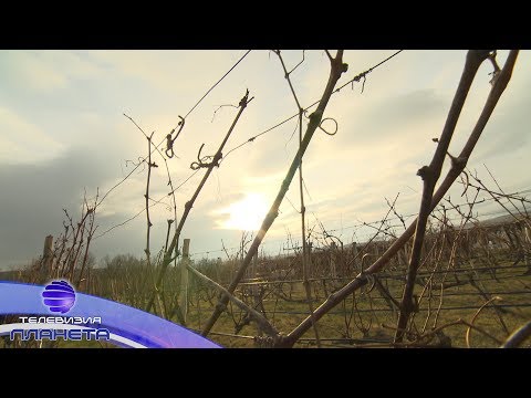 Видео: TRADITSII & NOVATORSTVO - TRIFON ZAREZAN / Традиции и новаторство - Трифон Зарезан, 2020