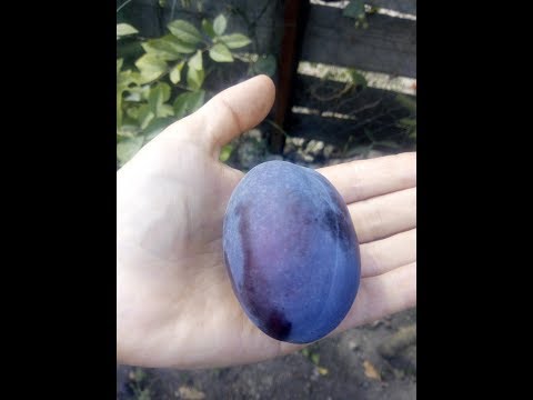 Видео: Обрезка сливы.  Первый урожай сливовой изгороди.