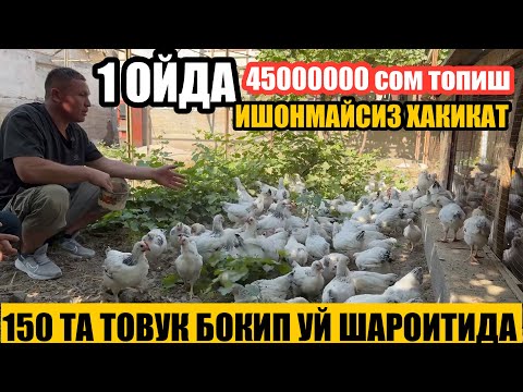 Видео: Адлериски товуклар  кандау бокилади +998 97-595-19-39