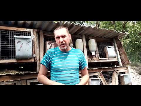 Видео: Возможно ли на кроликах заработать миллион.