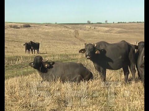 Видео: РЯДКАТА ПОРОДА БИВОЛИ "БЪЛГАРСКА МУРРА" В СЕЛО ЩРЪКЛЕВО (2010)