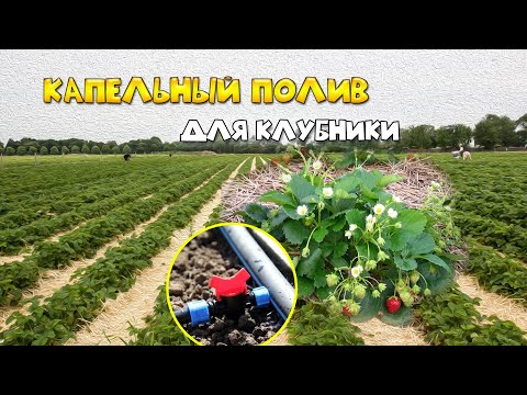 Видео: Капельный полив для КЛУБНИКИ. Ферма клубники в СПб