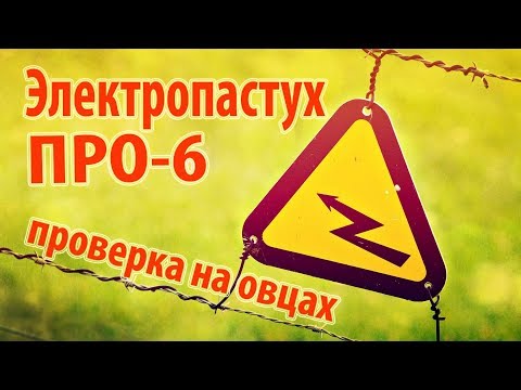 Видео: Электропастух ПРО-6  - проверка на овцах \\ В деревню!