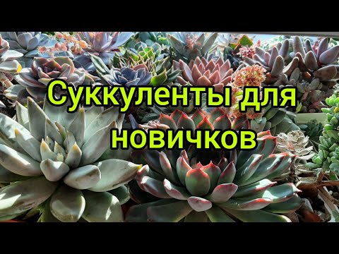 Видео: Суккуленты для новичков.