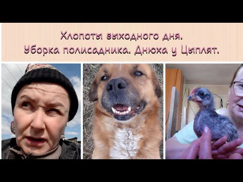 Видео: #Воскресенье. Убираю полисадник. Дружок выброжает. Цыплятам месяц.