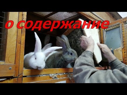 Видео: В гостях у кроликовода 2-ч. кролик и рассказ о содержание