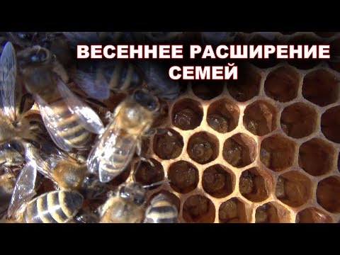 Видео: Весеннее расширение семей.