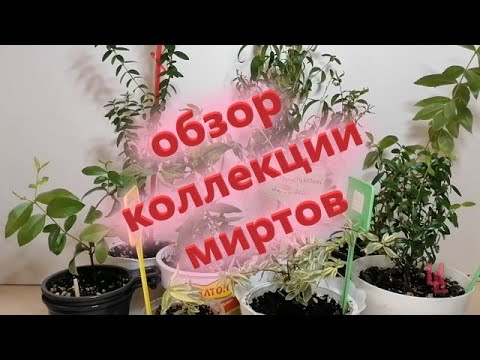 Видео: обзор коллекции миртов / мои мирты