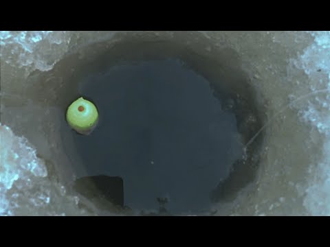 Видео: Рыба в Каждой Лунке. Классический Поплавок со льда на течении.Река .