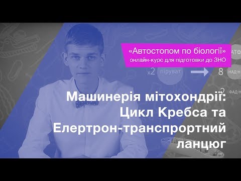 Видео: Цикл Кребса та Елертрон-транспрортний ланцюг – Підготовка до ЗНО – Біологія